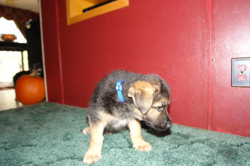 Max