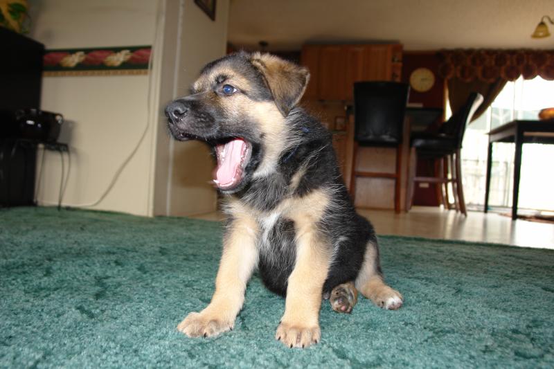 German Shepherd Puppies