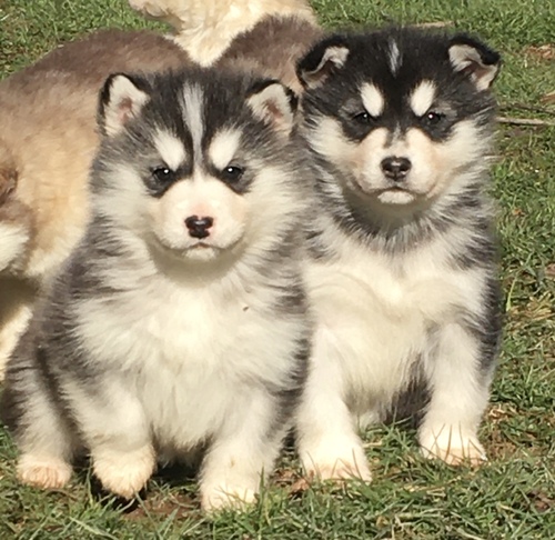 alaskan malamute puppies for sale near me