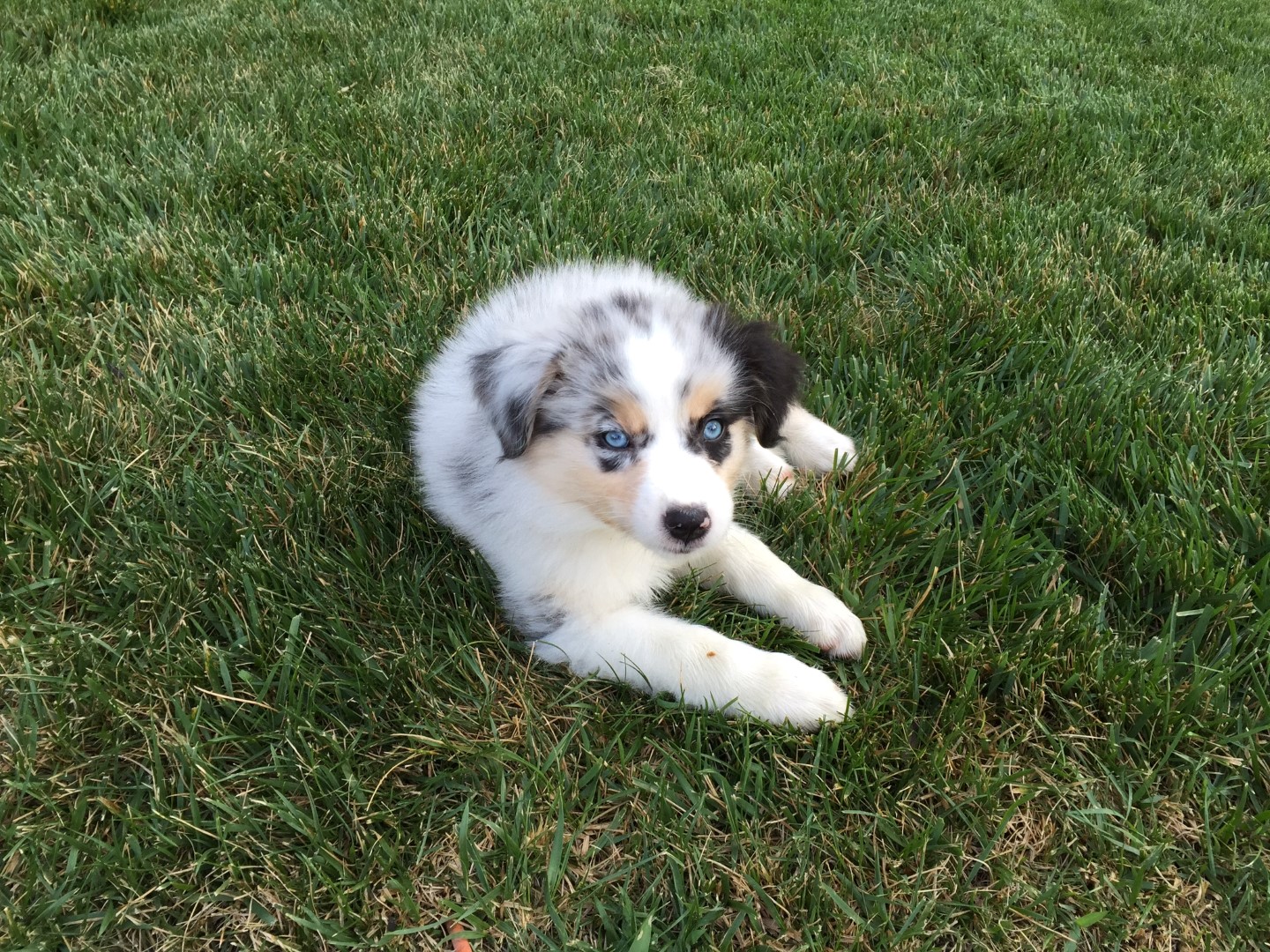 australian shepherd puppies for sale