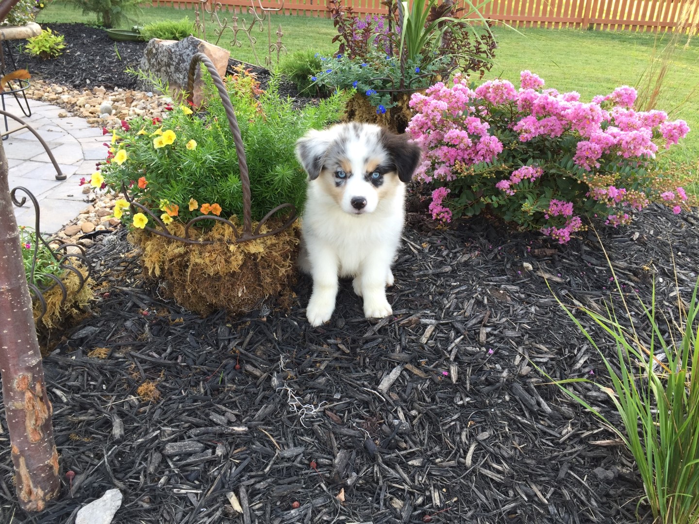 Auggie ( FEMALE ) - Image 2