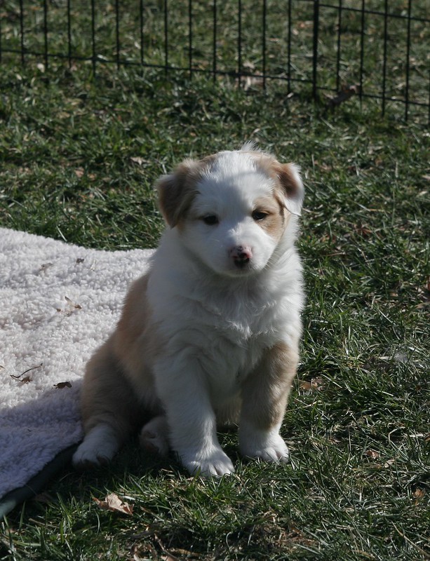 australian shepherd puppies for sale