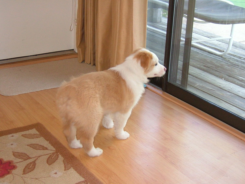 australian shepherd puppies for sale