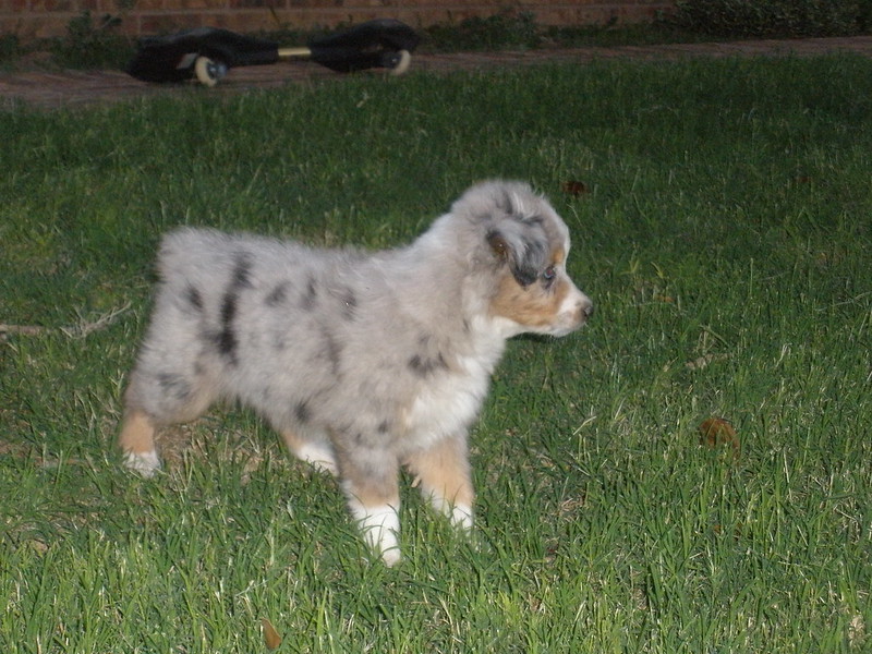 Jet ( MALE ) - Image 2