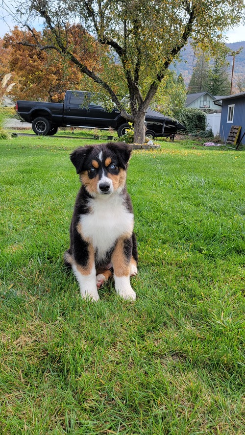 australian shepherd puppies for sale