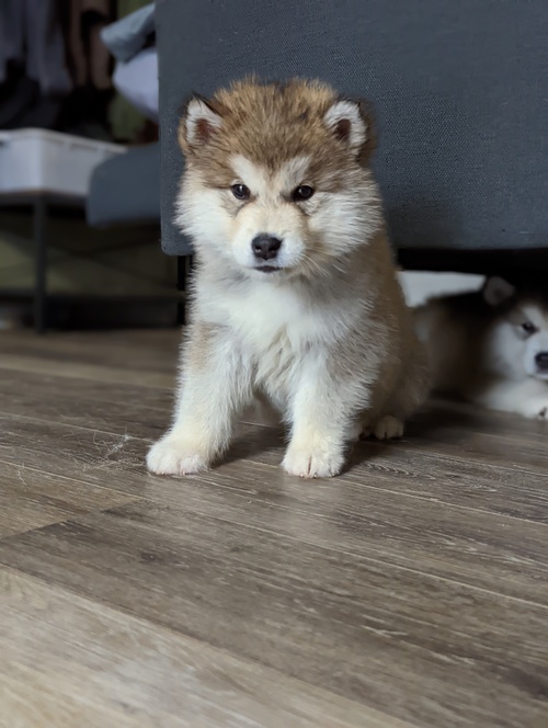 friendly and playful. The puppies have been family raised and spoiled with lots of love and attention.