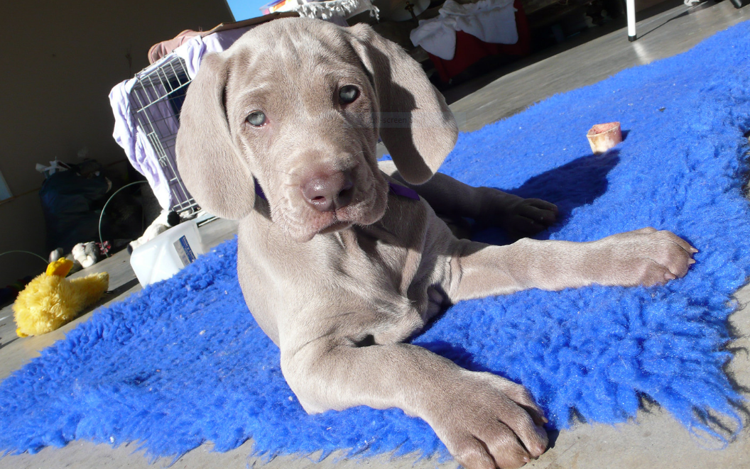 blue weimaraner puppies