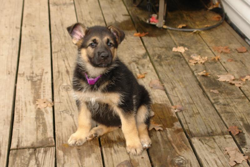 Rocky ( MALE )