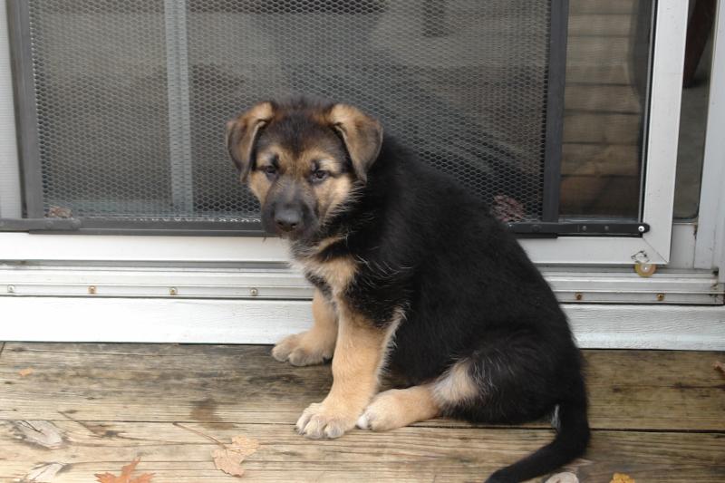 Angel akc-black--tan-german-shepherd-puppies