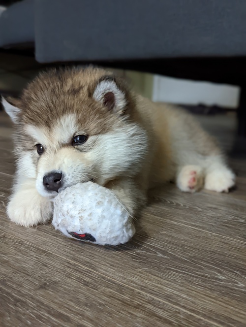 Comet ( MALE )