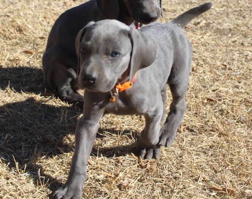 blue weimaraner puppies