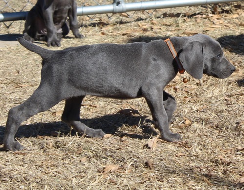 blue weimaraner puppies