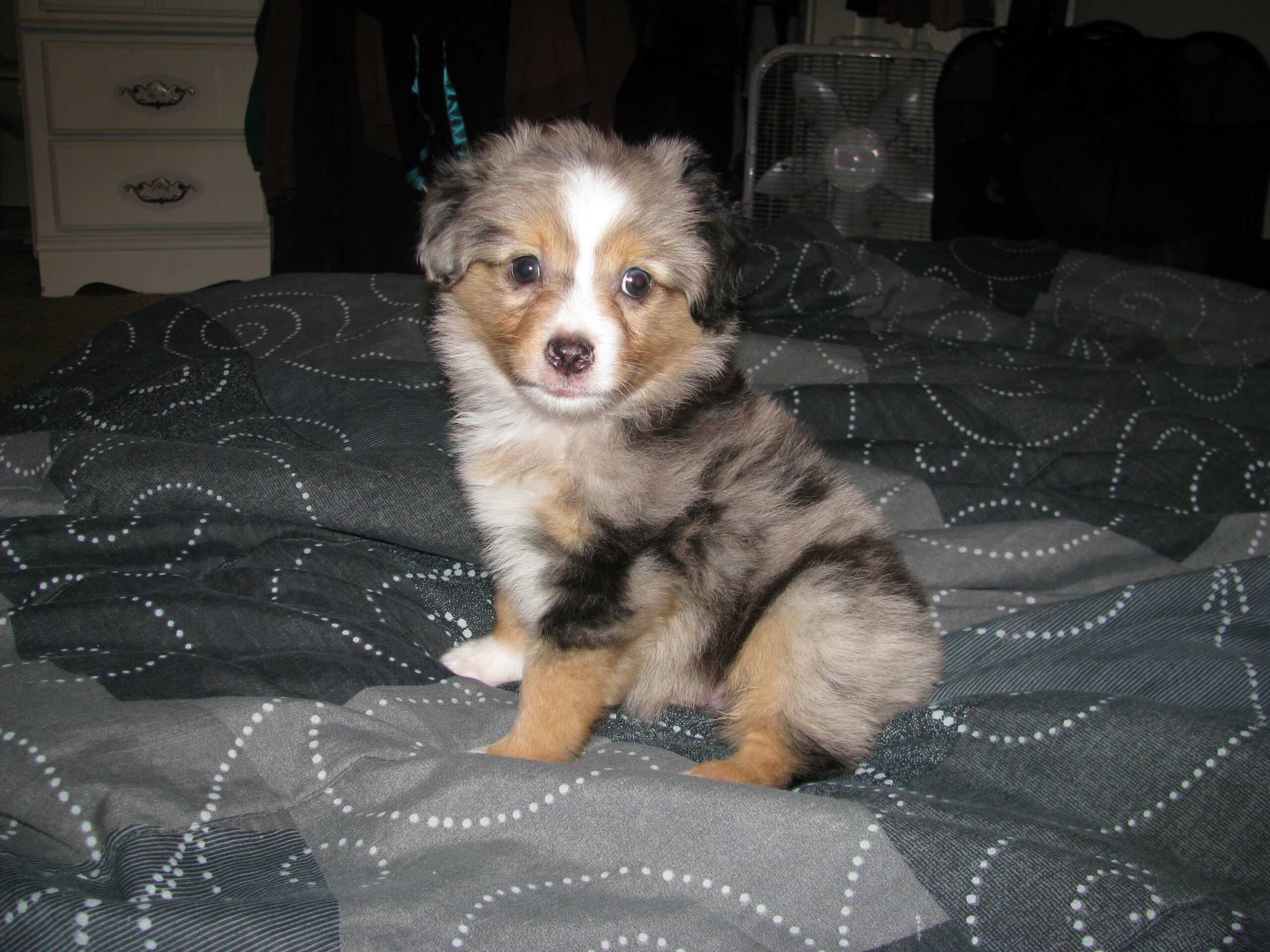 australian shepherd puppies for sale