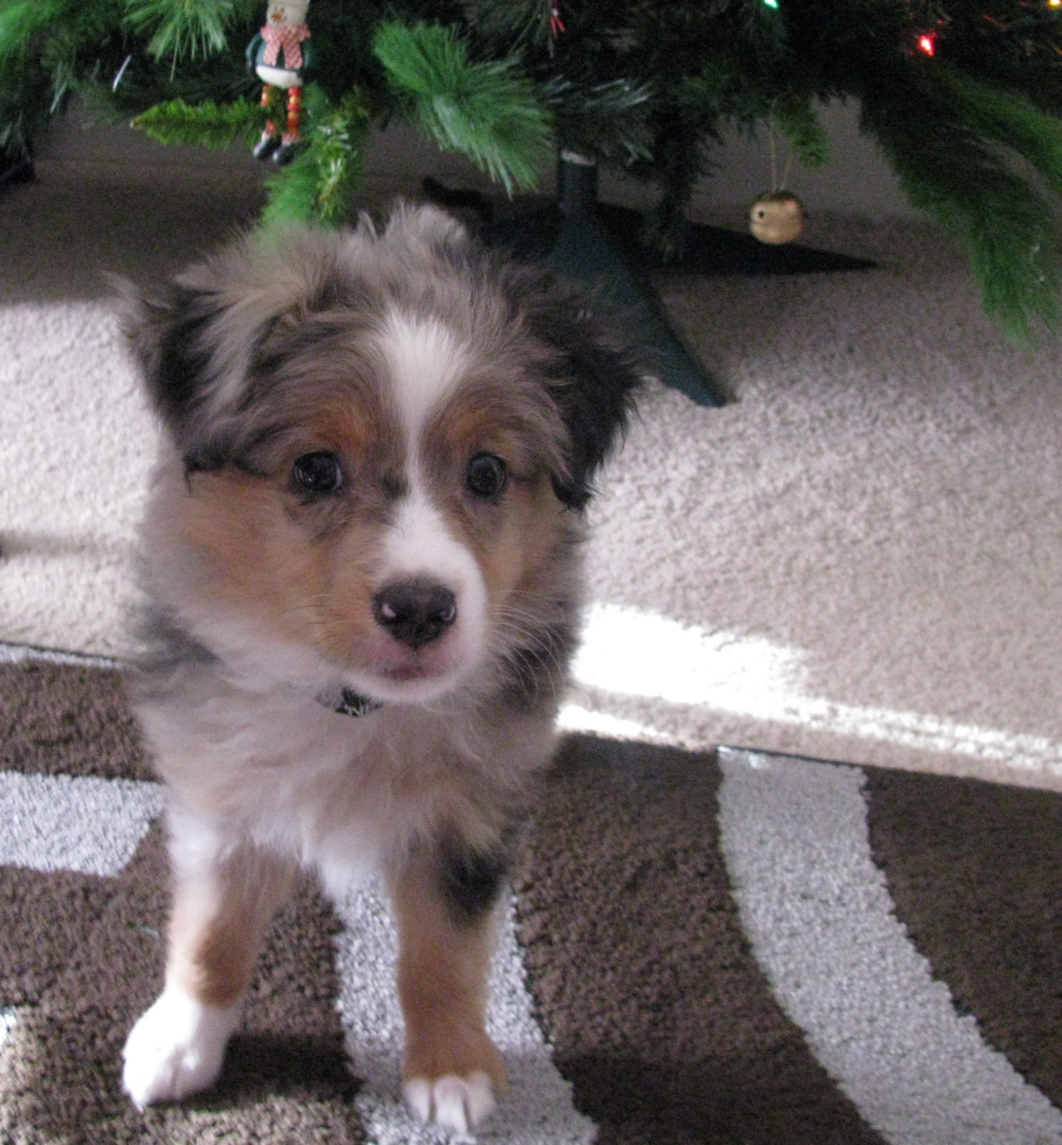 australian shepherd puppies for sale