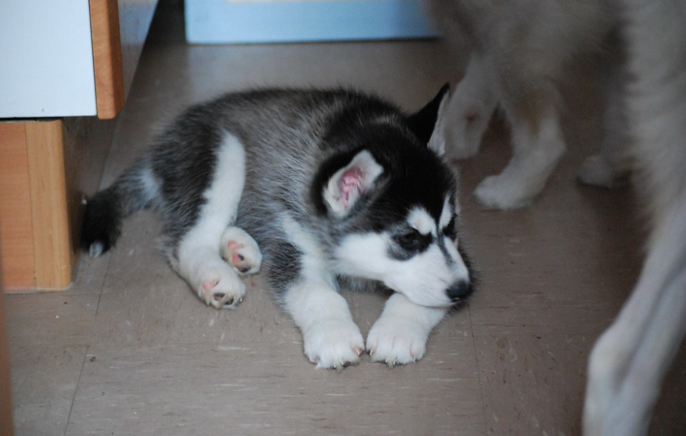 Siberian Husky Puppies