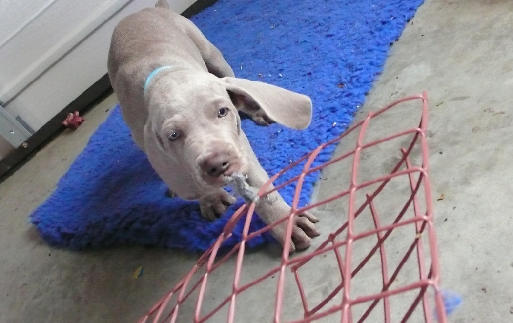 blue weimaraner puppies