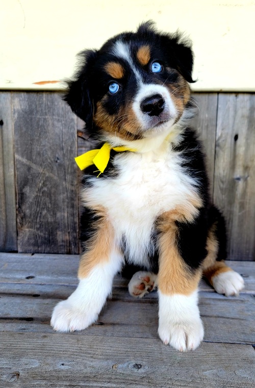 australian shepherd puppies for sale