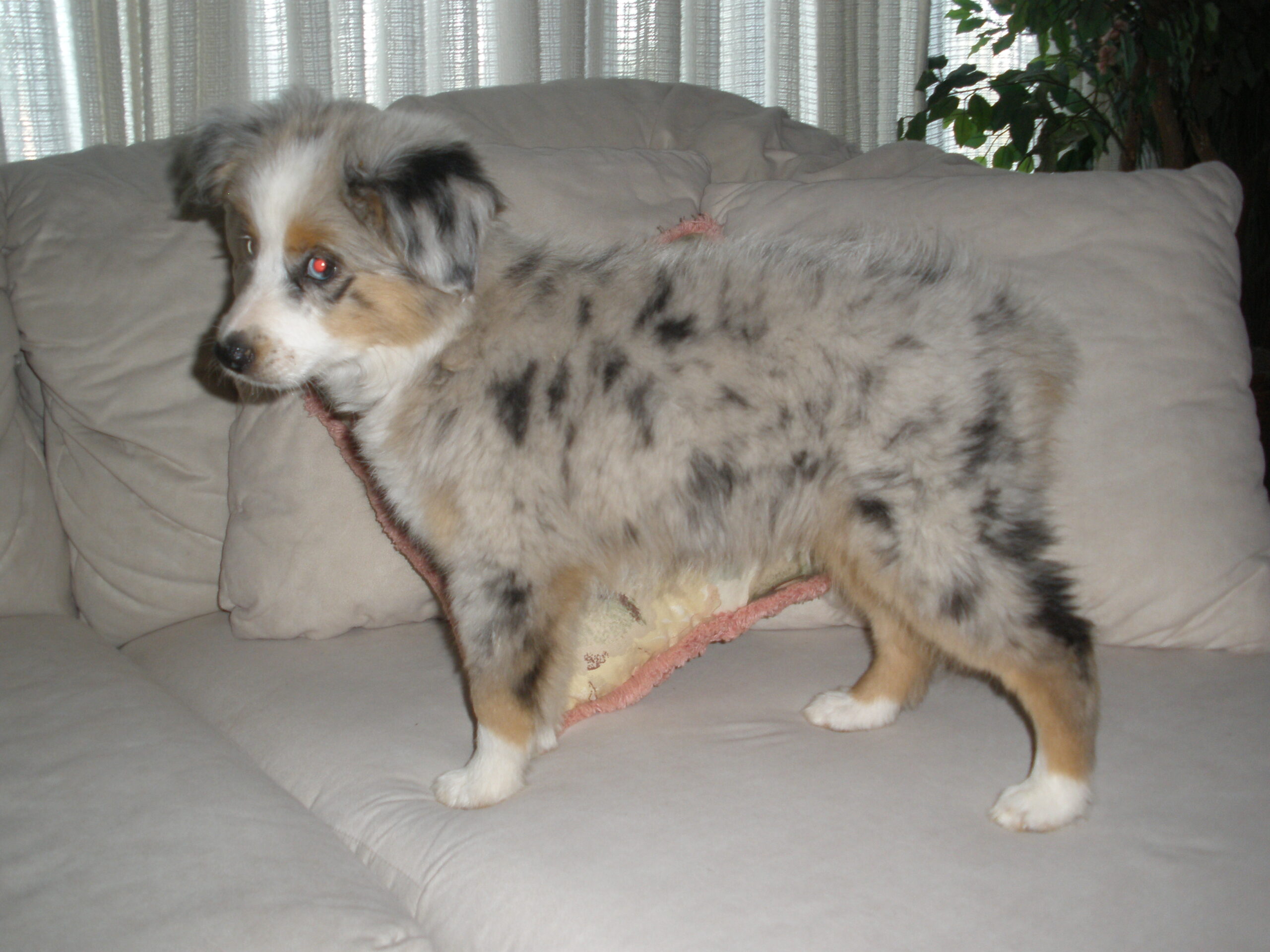 australian shepherd puppies for sale