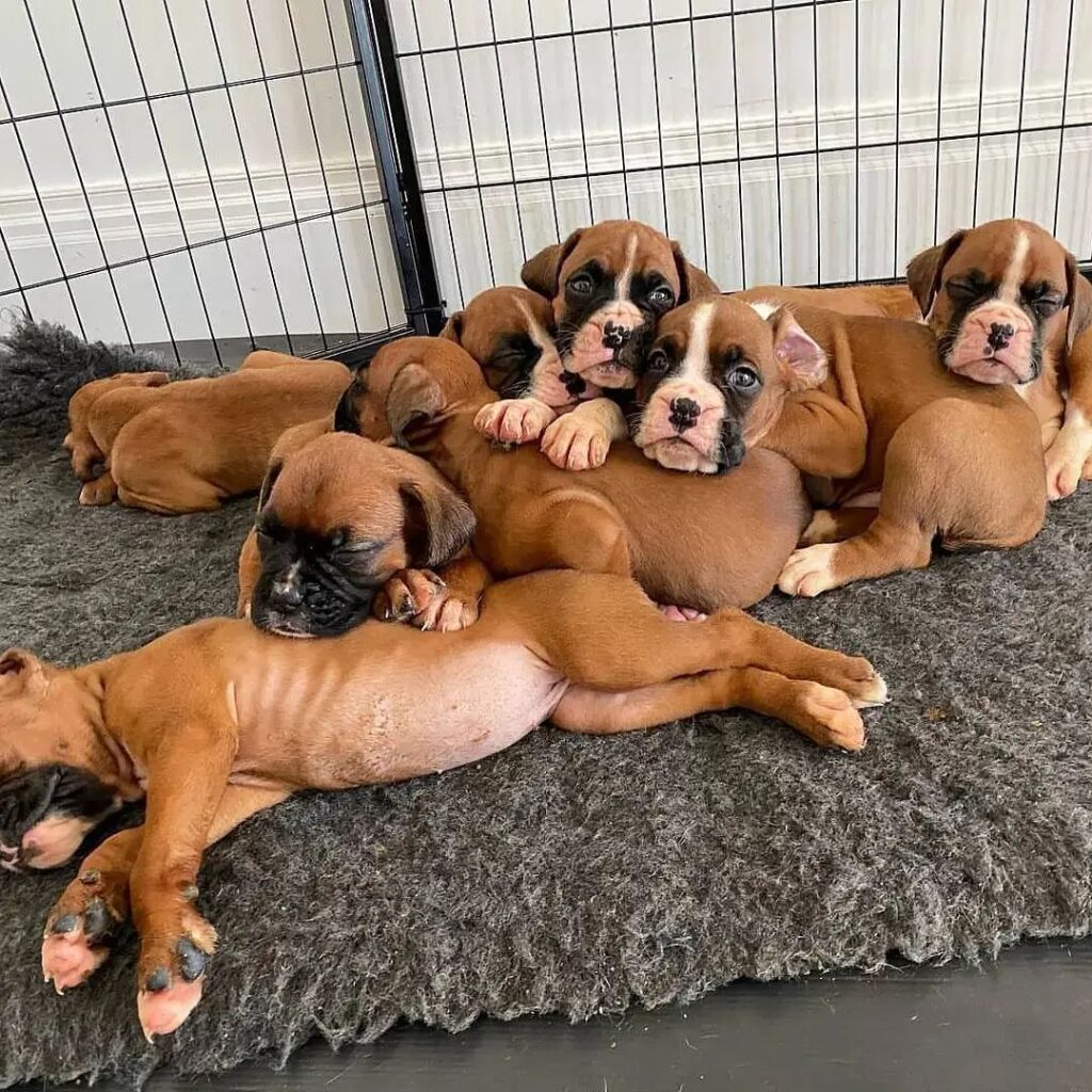 Security Dogs For Sale near me
