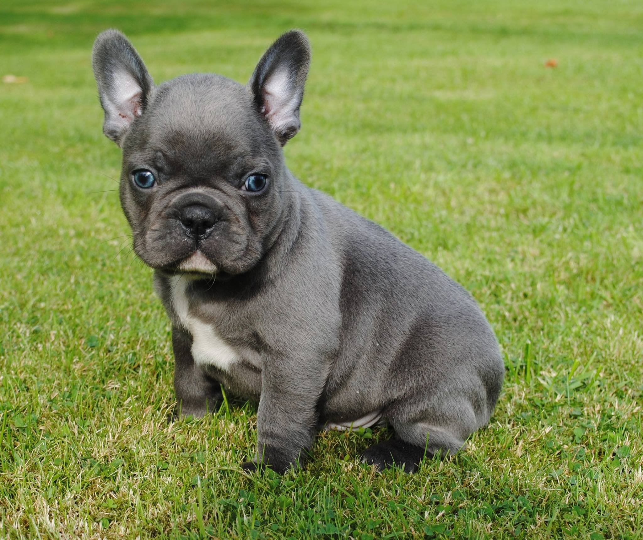 how much to feed french bulldog puppy
