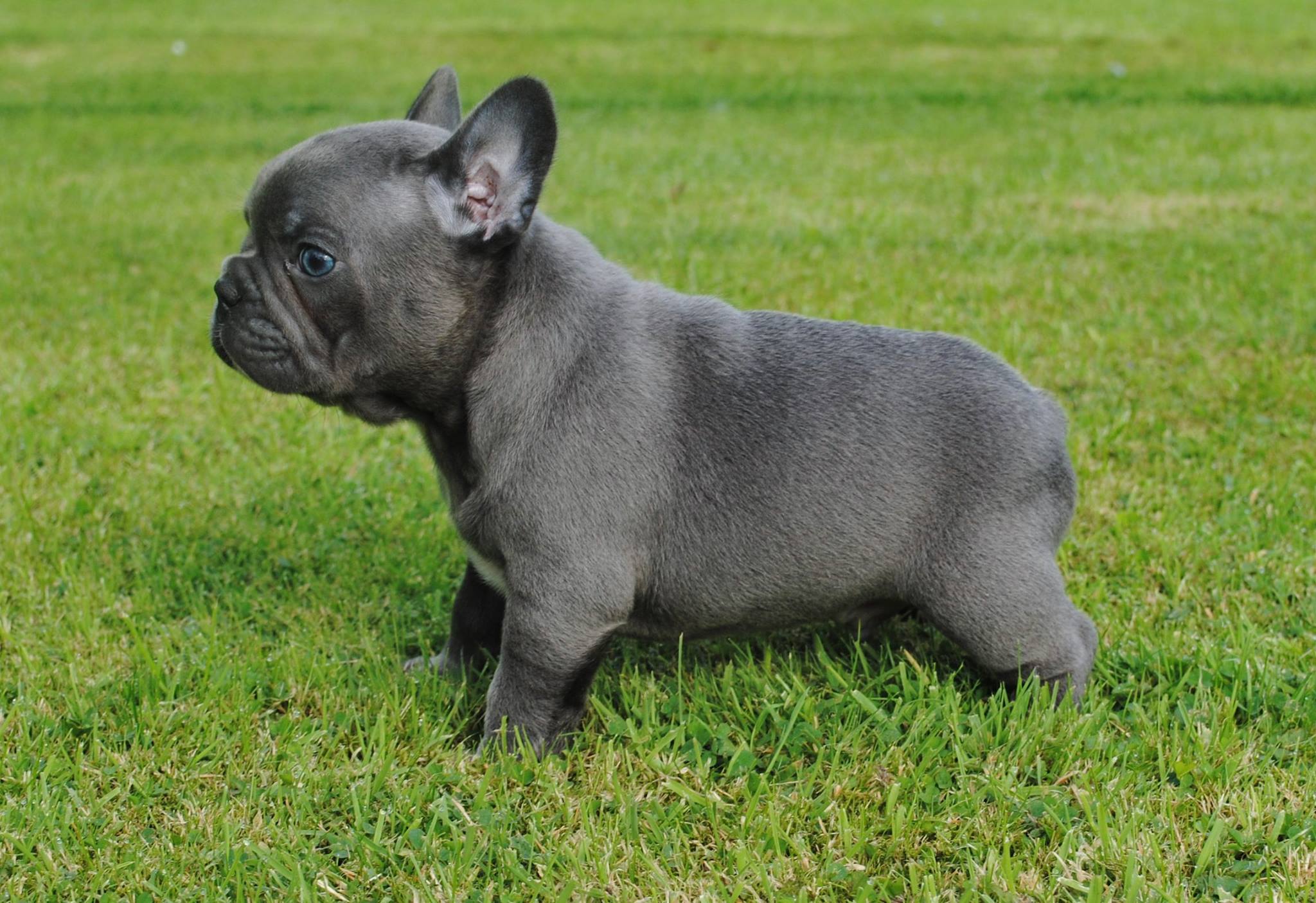 how much to feed french bulldog puppy